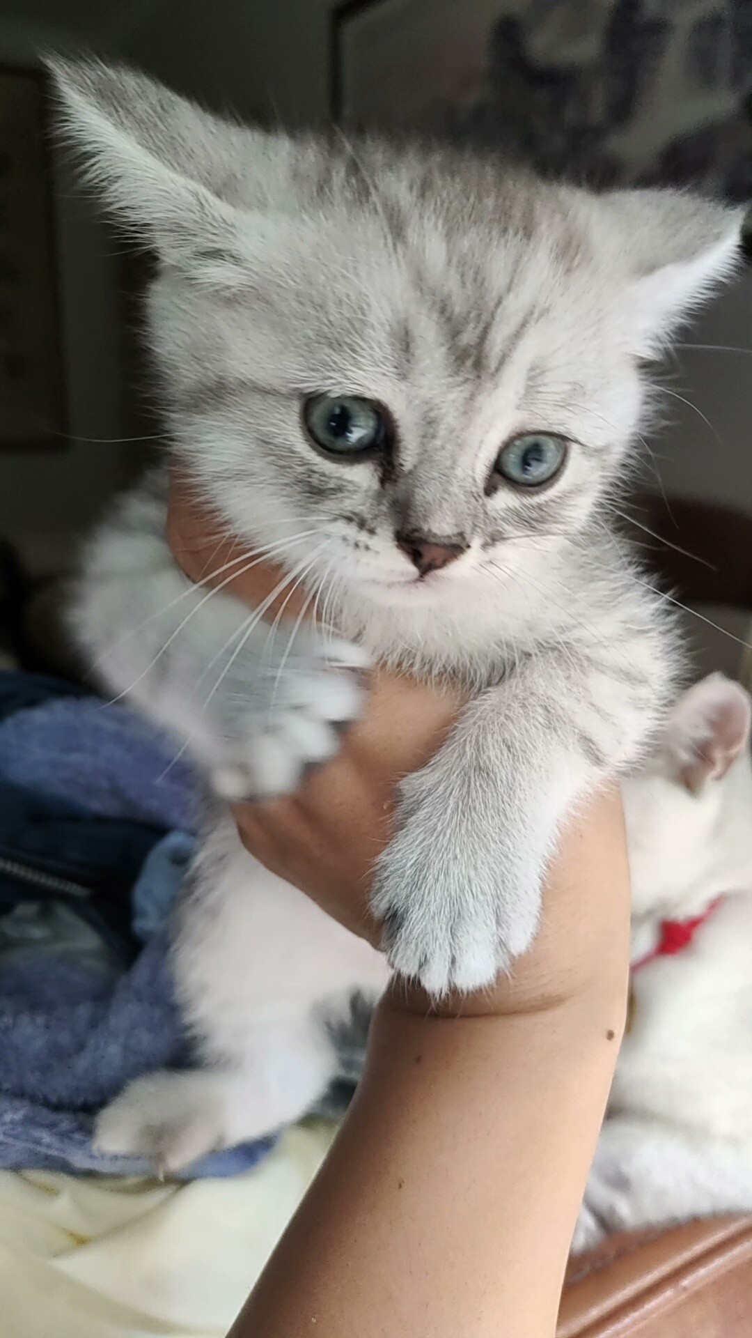 银渐层小猫咪 2个多月 活泼健康 无病无癣